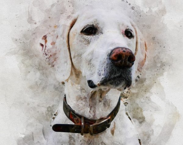 Personalised Pet Portrait,Pet Illustration, Watercolour Pet Portrait Painting, Custom Dog Portrait Drawing, Pet Memorial Gift, Pet Loss_Art - Image 5